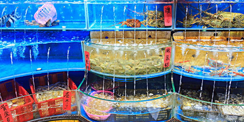 大連普蘭店水產(chǎn)品購買指南 價(jià)格、專賣店與選購地點(diǎn)詳解